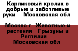 Карликовый кролик в добрые и заботливые руки. - Московская обл., Москва г. Животные и растения » Грызуны и Рептилии   . Московская обл.